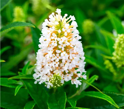 Buddleja dav. 'Butterfly Candy Little White' Buddleja dav. 'Butterfly Candy Little White'
