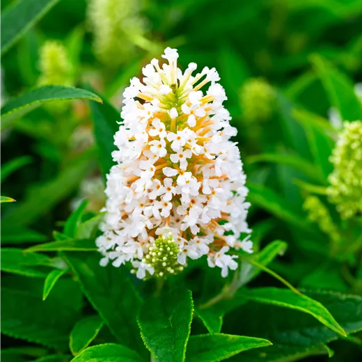 Buddleja dav. 'Butterfly Candy Little White'