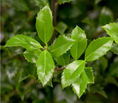 Ilex meserveae 'Heckenstar' -S- männlich