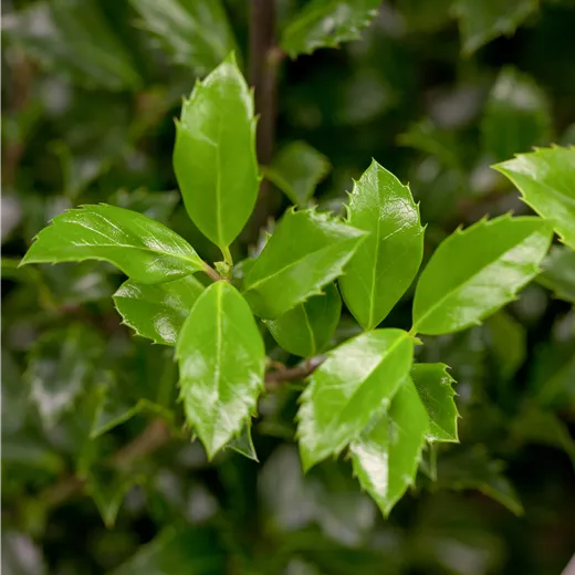 Ilex meserveae 'Heckenstar' -S- männlich