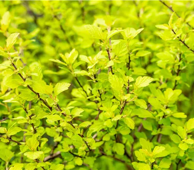 Physocarpus opulif. 'Tiny Wine Gold' -R- Physocarpus opulif. 'Tiny Wine Gold' -R-