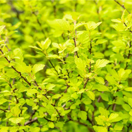 Physocarpus opulif. 'Tiny Wine Gold' -R-