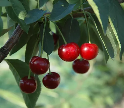 Prunus cer.'Ungarische Traubige' CAC Prunus cer.'Ungarische Traubige' CAC