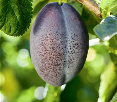 Prunus dom.'Toptaste' CAC Prunus dom.'Toptaste' CAC