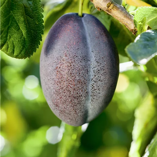 Prunus dom.'Toptaste' CAC