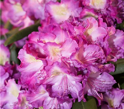 Rhododendron yak.'Bohlken's Lupinenbg.'-R- Rhododendron yak.'Bohlken's Lupinenbg.'-R-