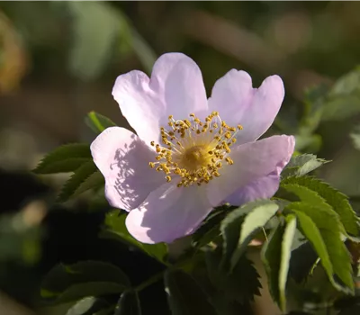 Rosa "Rosamunda PI RO 3" dumalis x pendulina Rosa "Rosamunda PI RO 3" dumalis x pendulina