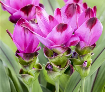 Curcuma alismatifolia