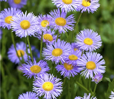 Aster dumosus i.S.
