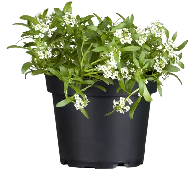 Alyssum Hybride