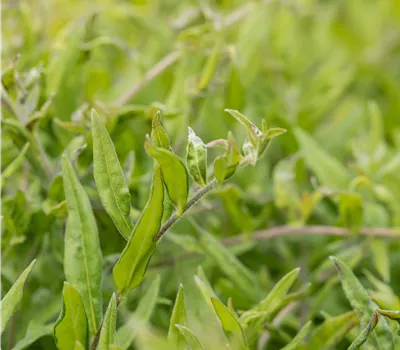 Buglossoides purpurocaerulea Buglossoides purpurocaerulea