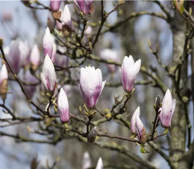 Magnolia soulangeana "Superba"