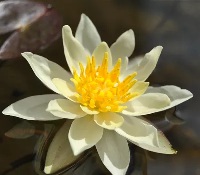 Nymphaea x cult.'Marliacea Chromatella'