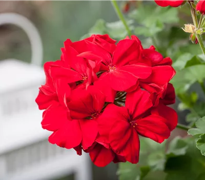 Pelargonium interspezifisch