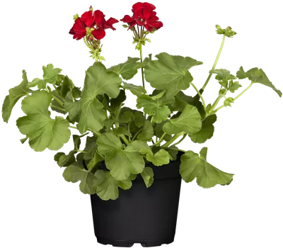 Pelargonium Peltatum-Hybriden 'Calliope'®