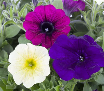 Petunia Hybride, hängend