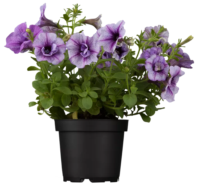 Semi di Petunia Blu - Fioriture Vere Blu Intense per Giardini e Cesti