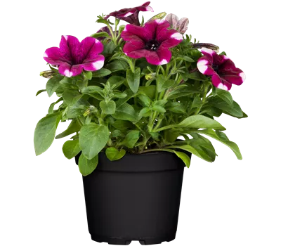 Petunia Hybride, stehend