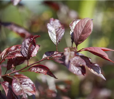 Prunus 'Trailblazer' syn. Hollywood Prunus 'Trailblazer' syn. Hollywood