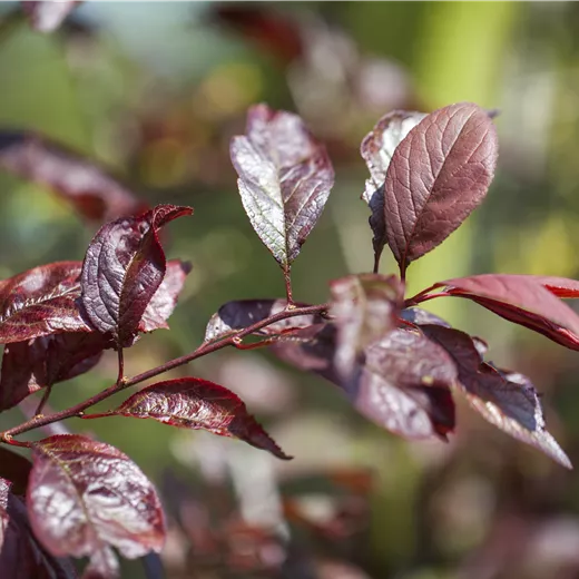 Prunus 'Trailblazer' syn. Hollywood