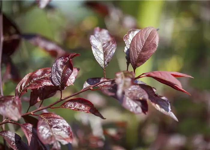 Prunus 'Trailblazer' syn. Hollywood