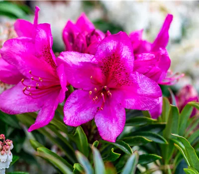 Rhododendron ponticum 'Grazeasy Dark Pink' Rhododendron ponticum 'Grazeasy Dark Pink'