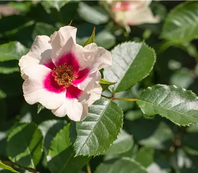 Rosa Queen of Sheba Rosa Queen of Sheba