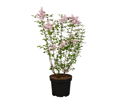 Syringa meyeri 'Red Pixie' Blüte Mai; juni, Sept.