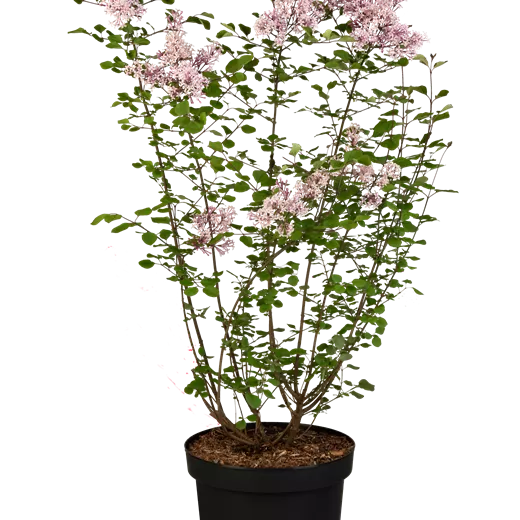 Syringa meyeri 'Red Pixie' Blüte Mai; juni, Sept.