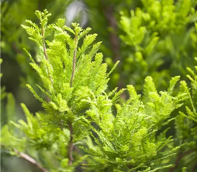 Taxodium distichum "Peve Minaret" Taxodium distichum "Peve Minaret"