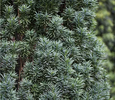 Taxus baccata "Pirat" BESONDERHEIT!! Taxus baccata "Pirat" BESONDERHEIT!!