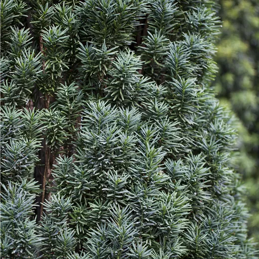 Taxus baccata "Pirat" BESONDERHEIT!!