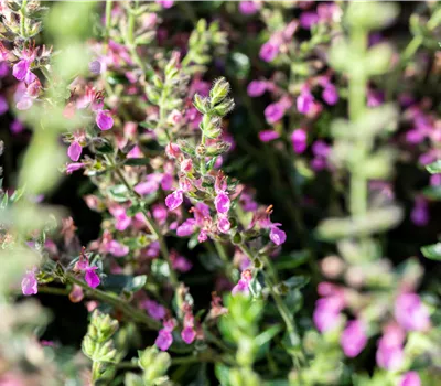 Teucrium x lucidrys, veg.
