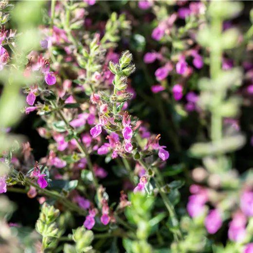 Teucrium x lucidrys, veg.