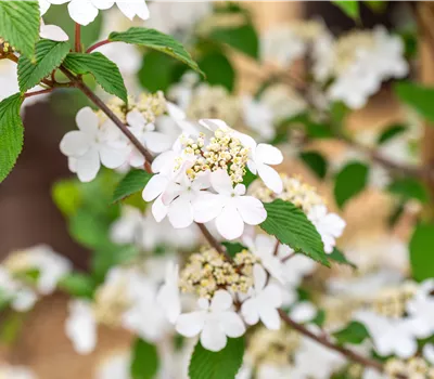 Viburnum plicatum 'Kilimandjaro Sunrise' -R- Viburnum plicatum 'Kilimandjaro Sunrise' -R-