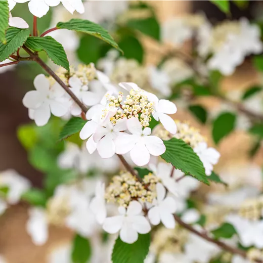 Viburnum plicatum 'Kilimandjaro Sunrise' -R-