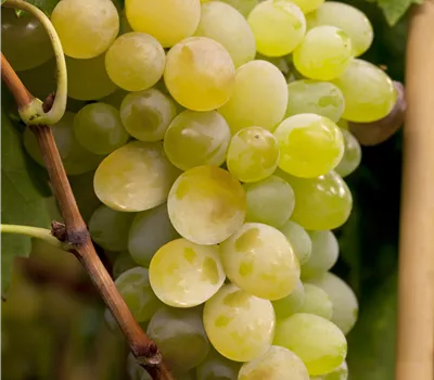 Vitis vinifera "Himrod"