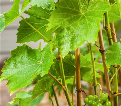 Vitis "Lakemont" gelbgrün, kernlos Vitis "Lakemont" gelbgrün, kernlos