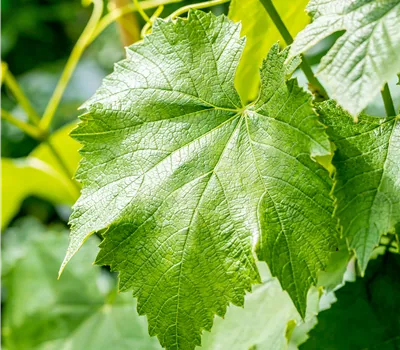 Vitis labrusca "Boscoso" early campell Vitis labrusca "Boscoso" early campell
