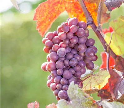 Vitis vinifera "Sweety" kernlos blaurot Vitis vinifera "Sweety" kernlos blaurot