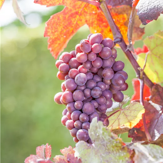 Vitis vinifera "Sweety" kernlos blaurot