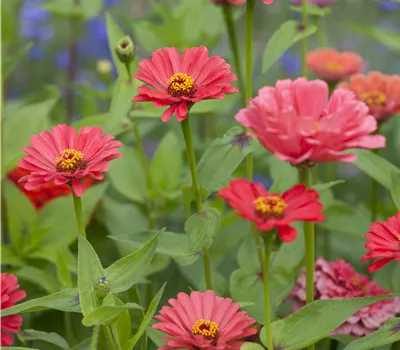 Zinnia elegans, in Farben Zinnia elegans, in Farben