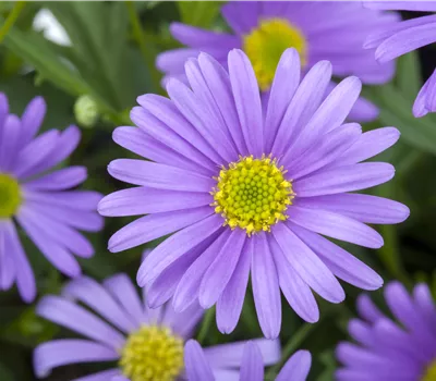 Brachyscome multifida Brachyscome multifida