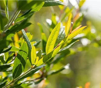 Punica granatum 'Wonderful Precoce' Punica granatum 'Wonderful Precoce'