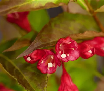 Weigela florida 'All Summer Red' -R- Weigela florida 'All Summer Red' -R-