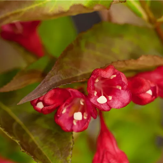 Weigela florida 'All Summer Red' -R- Weigela florida 'All Summer Red' -R-