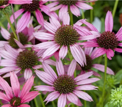 Echinacea i.S. Echinacea i.S.