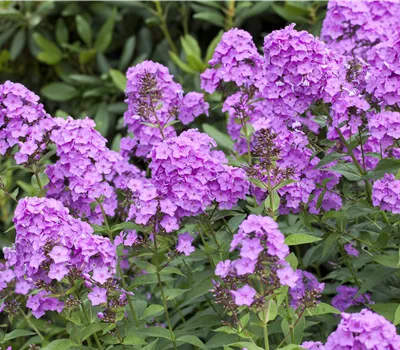 Phlox paniculata i.S.