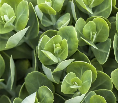 Sedum spurium 'Album Superbum'