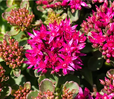 Sedum spurium i.S.